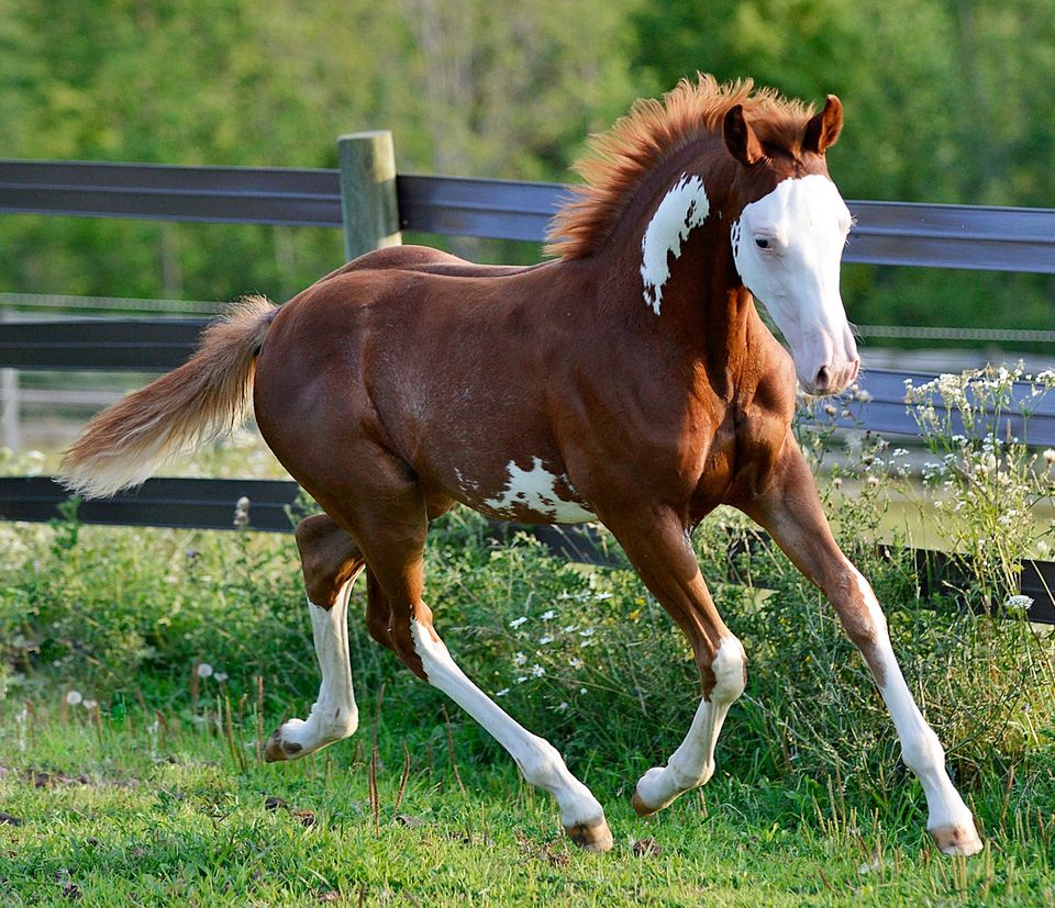 2022 APHA Chestnut Filly (Thinkin Strait x Joes Midnight Son)